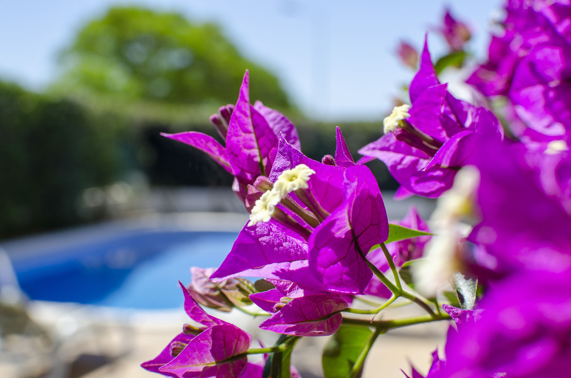 Villa Tulipa Image 9